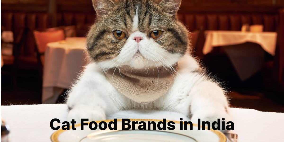 Cat Food Brands in India