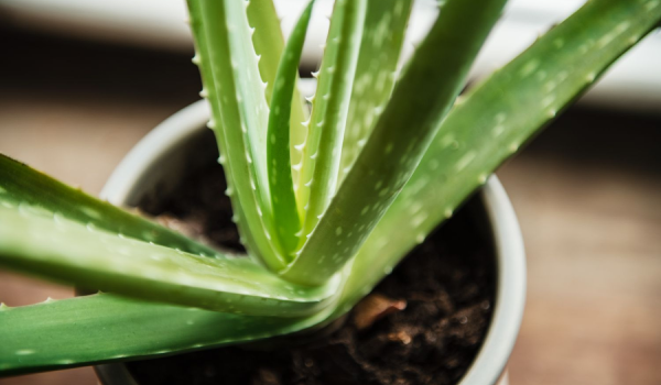 Alovera Plant