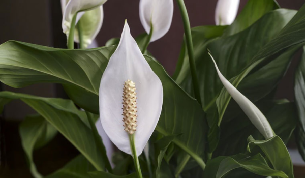 Peace Lily Spathiphyllum Plant