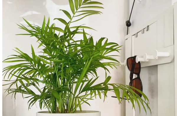 Parlour Palm indoor plant