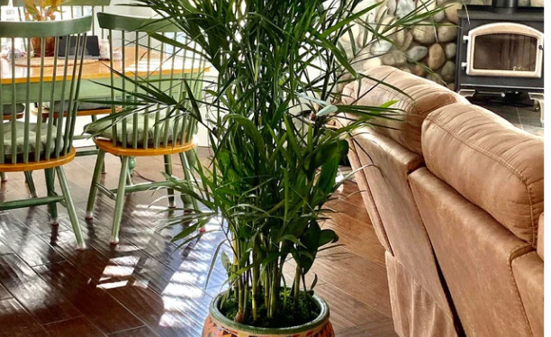 Indoor Bamboo Palm Plant
