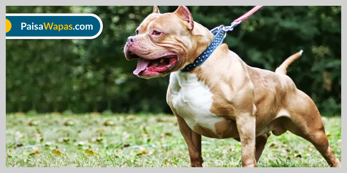 Facts About Pitbull Dogs _ Price in India