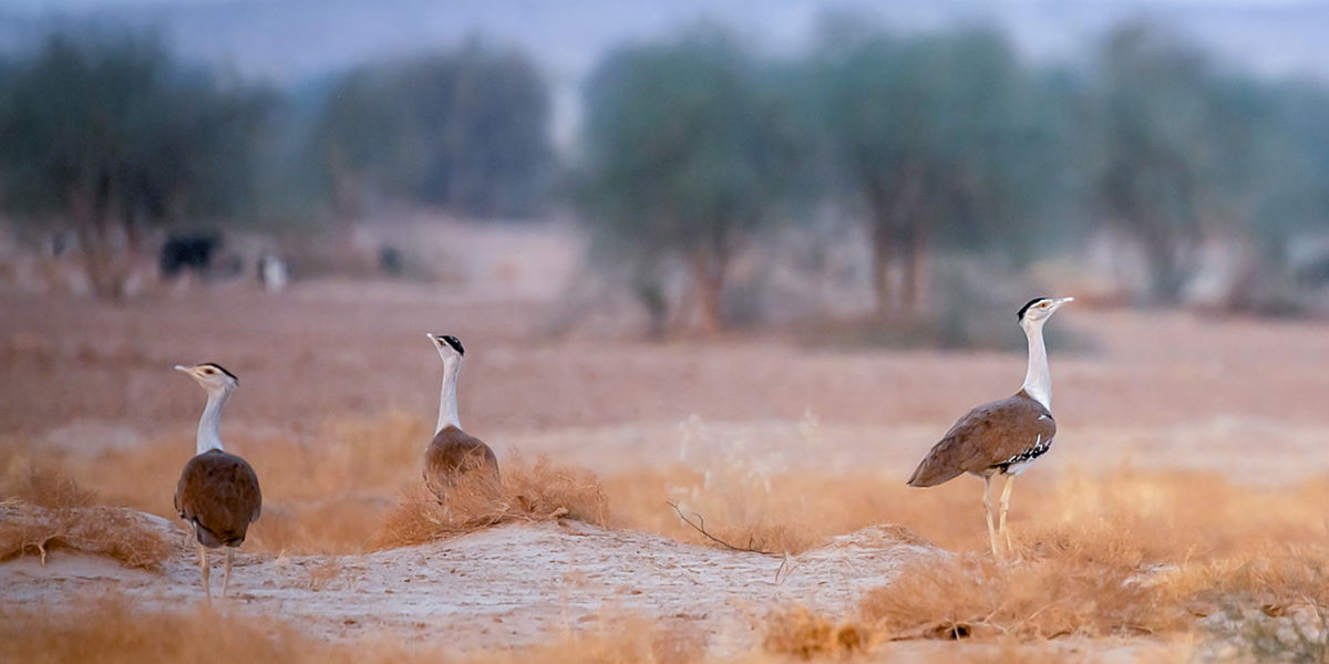 Best places to visit in Rajasthan