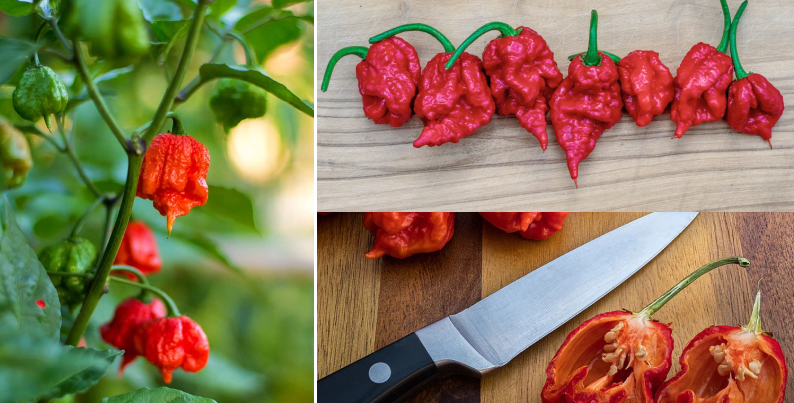 The Carolina Reaper | Hottest Pepper in the world