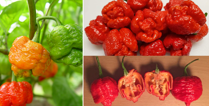 Moruga Scorpion Chilly | Hottest Spicy Pepper