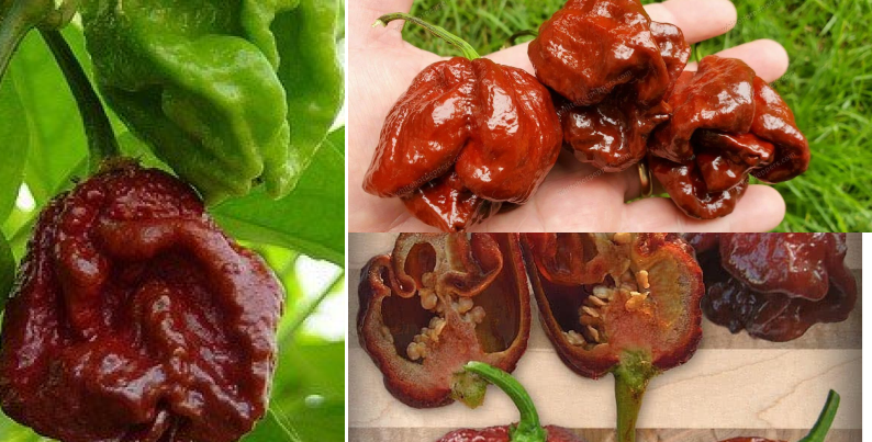 Chocolate 7-Pot | Hottest Pepper in the world