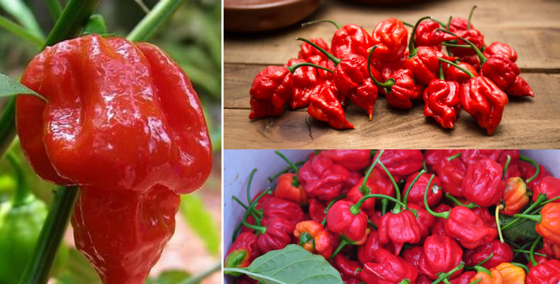Trinidad Scorpion | Hottest Peppers in the World