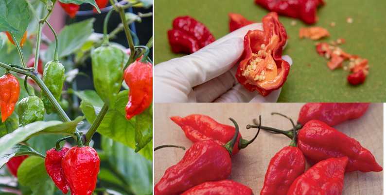 Bhut Jolokia | Hottest Pepper in the world