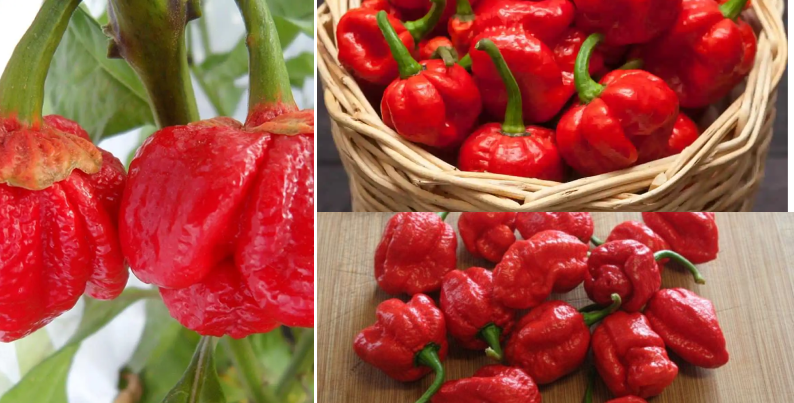 Red-7 Pot Pepper | Hottest Pepper in the World