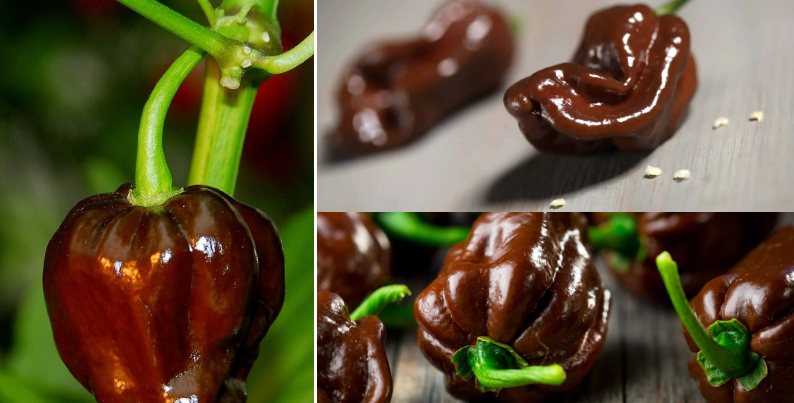 Chocolate Habanero Pepper | Hottest Pepper in the World
