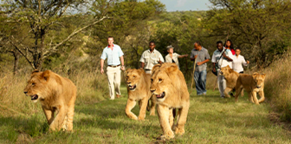 Lions' Walk at Casela Park _ Mauritius 