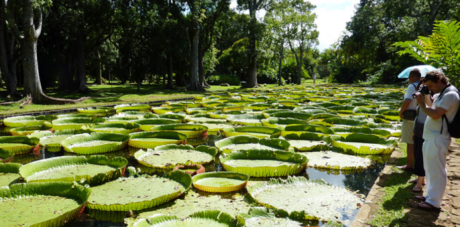 Pamplemousses Botanical Garden 