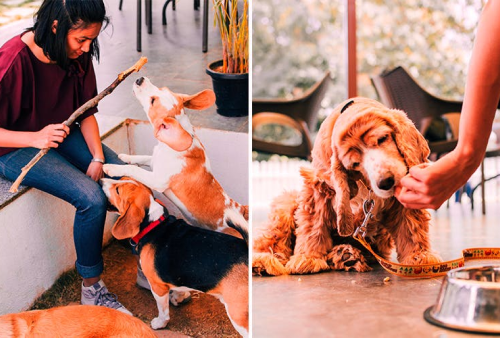 TherPuP Dog Cafe, Bengaluru (1)