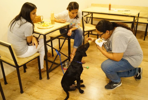Puppychino Cafe | Pet Cafes in India