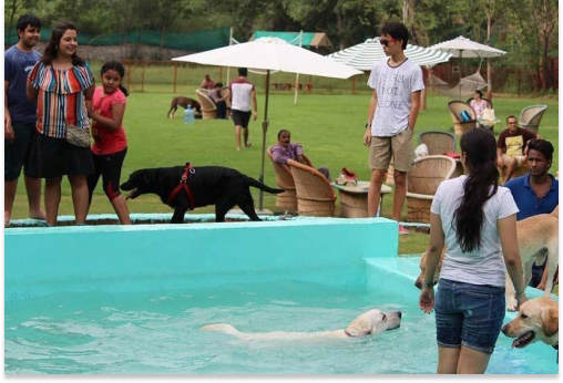 Off the leash, Gurugram