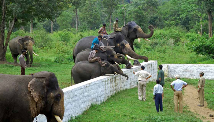 Dubare Elephant Camp coorg