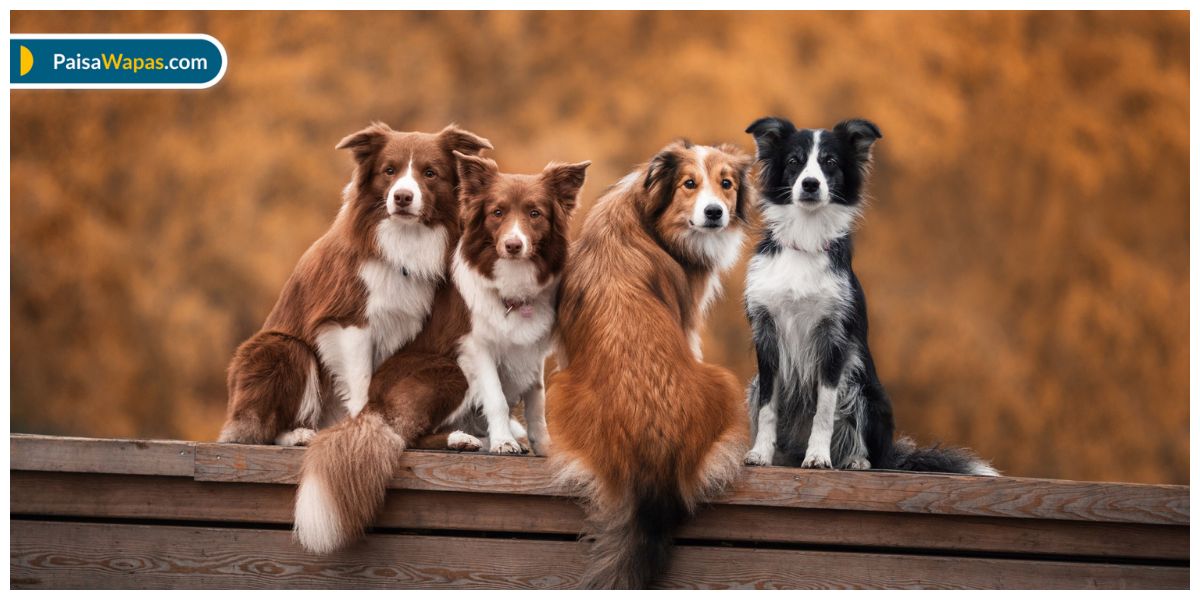best dog breeds in india
