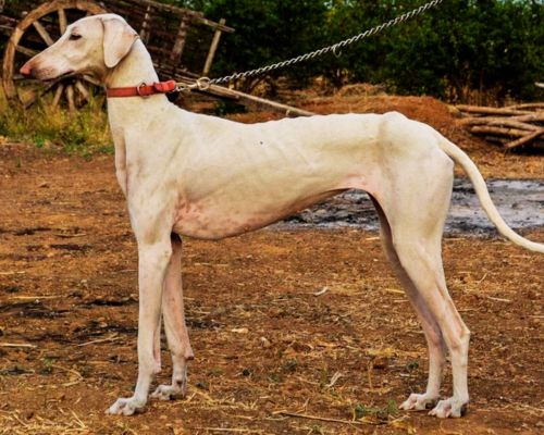 Mudhol hound | famous indian dog breed