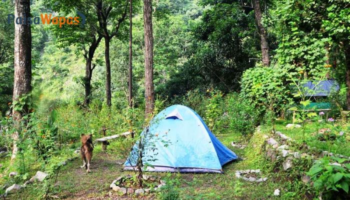 jungle camping in rishikesh