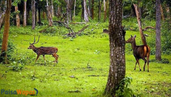 Gulmarg Biosphere Reserve