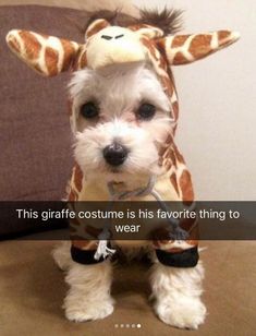 Pets cool streak ideas for Snapchat