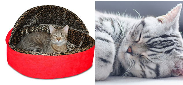 Small Size Cat Beds for Kitten