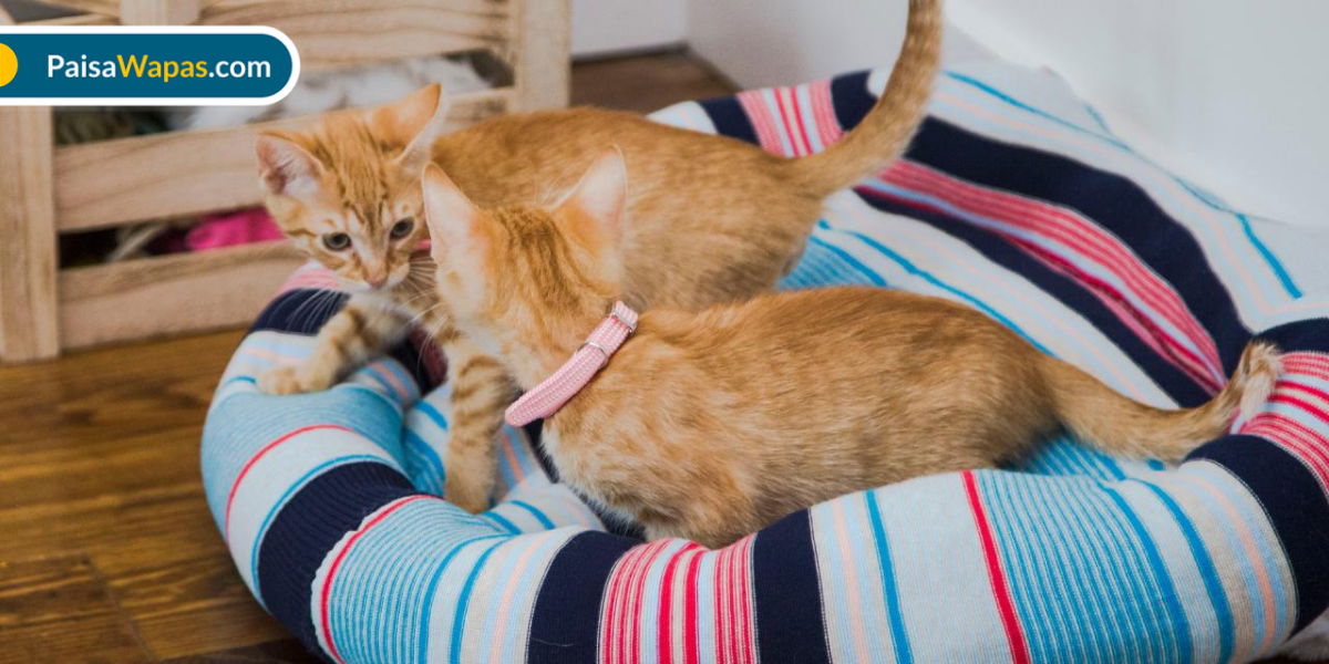 10 Best Cat Beds for Indoor Cats