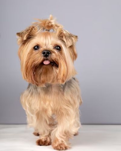 Yorkshire Terrier | small dog breeds