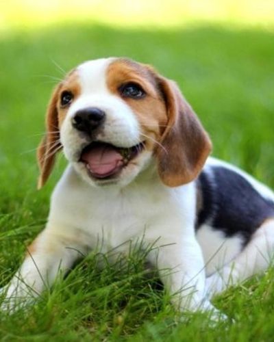 Beagle | small dog breeds in india