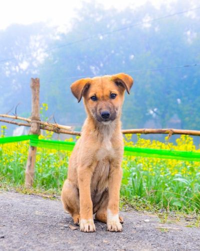 Indian Pariah Dog | small indian dog breeds