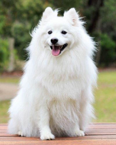 Indian Spitz | small dogs