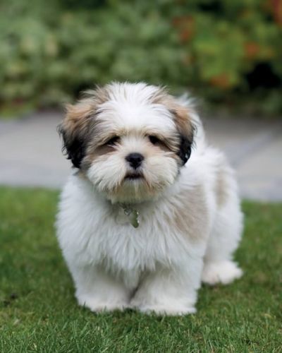 Lhasa Apso | small dog breeds