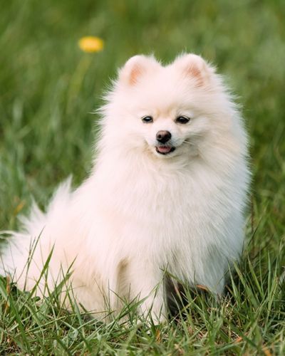 Pomeranian