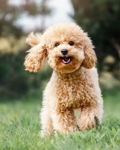 Poodle | small dogs