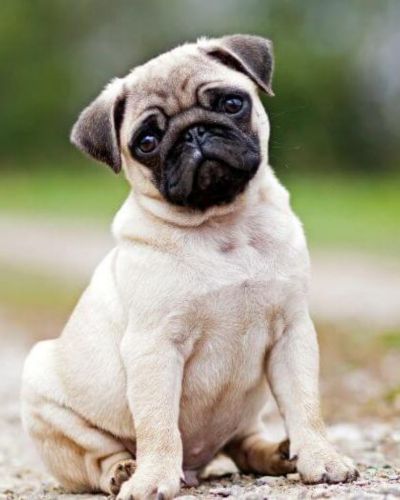 Pug