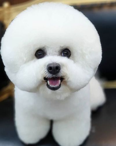 Bichon Frise