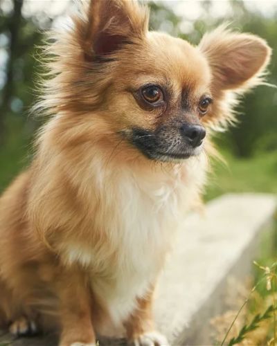 Chihuahua | smallest breed of dog in india