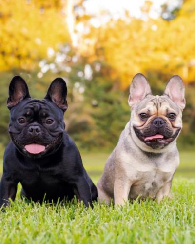 French Bulldog | small dog breeds in india