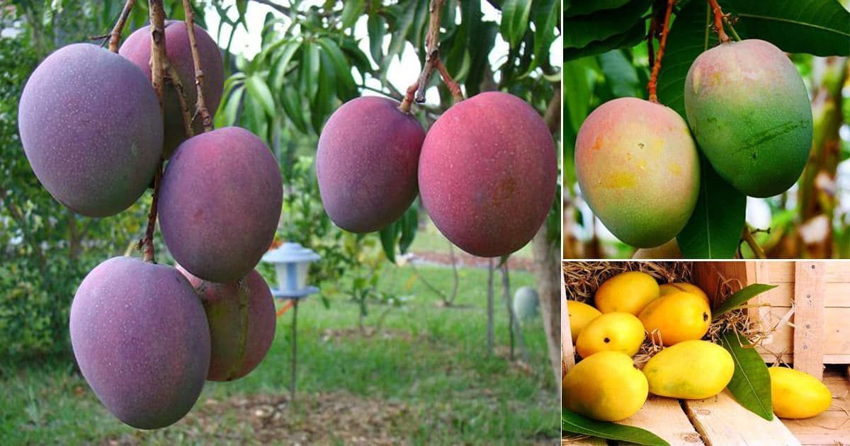 Neelam mangoes