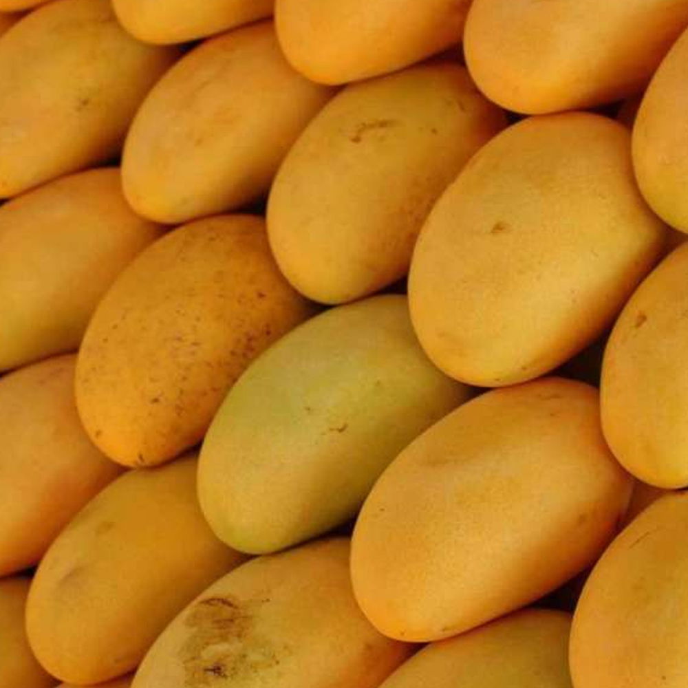Chaunsa Mangoes  | mango varieties in india