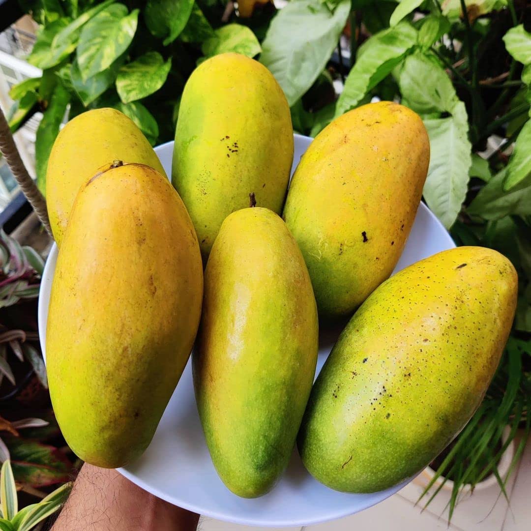 Dasheri Mangoes