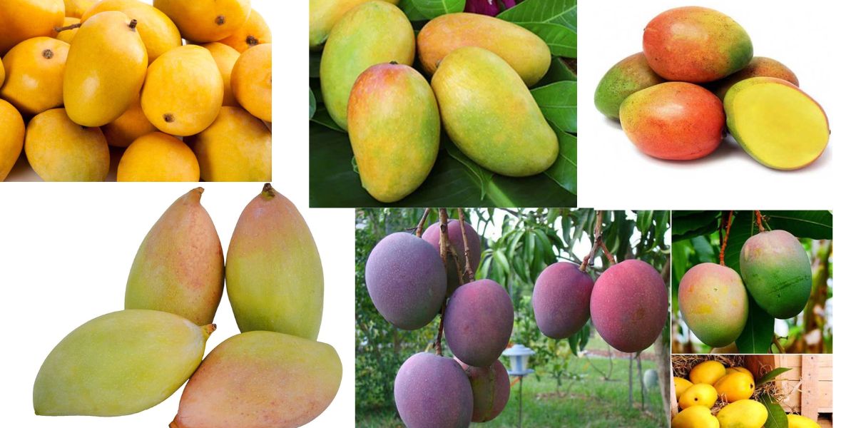 Mango Varieties in India