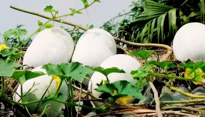 ash gourd juice benefits