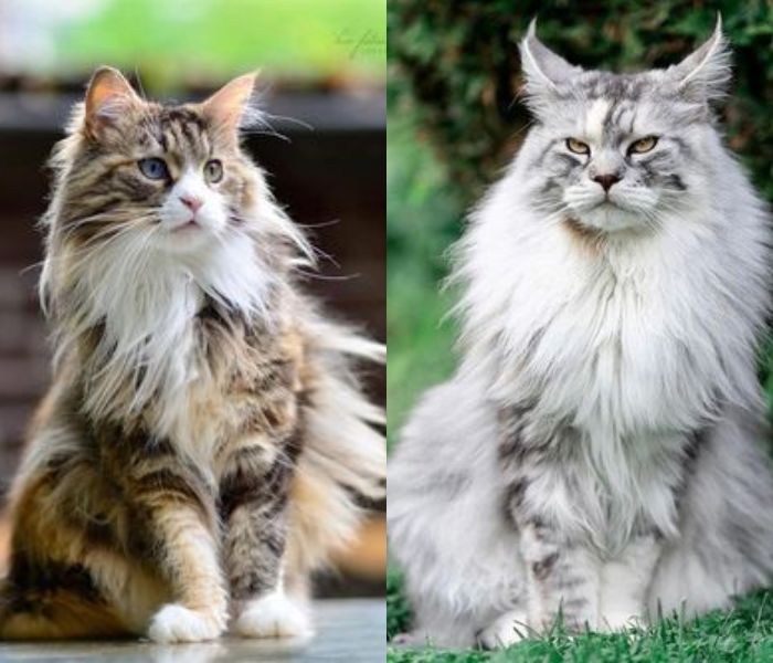 maine coon | best cat breeds in india