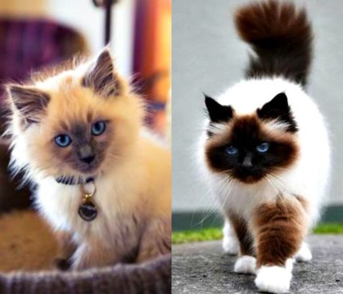 himalayan cat | cat breeds in india