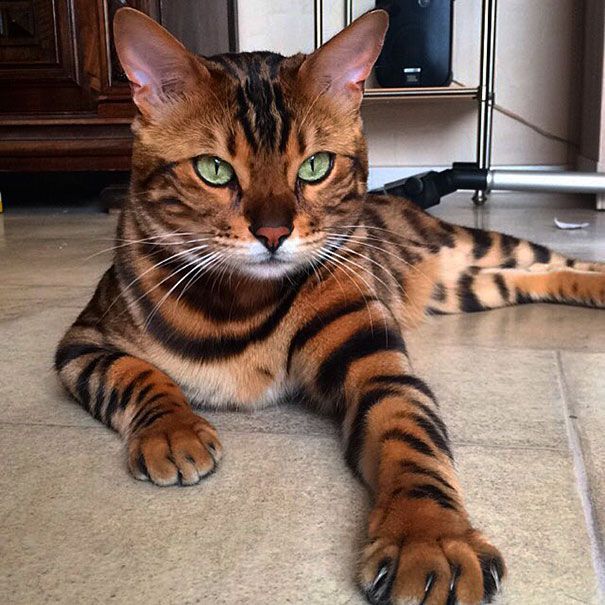 Bengal Cat | india cat breeds