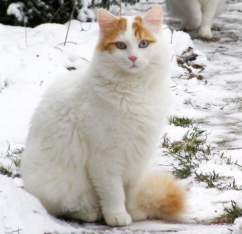 turkish van cat