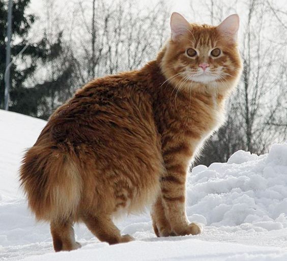 The American Bobtail | best cat breeds in india