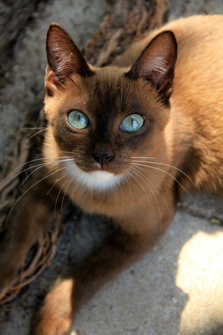 Tonkinese Cat | cat breeds in india