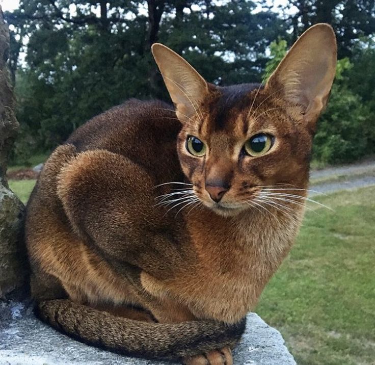 Abyssinian cat